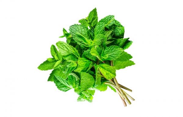 Мята