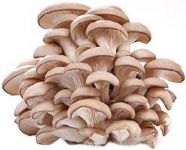 Грибы Вешенка